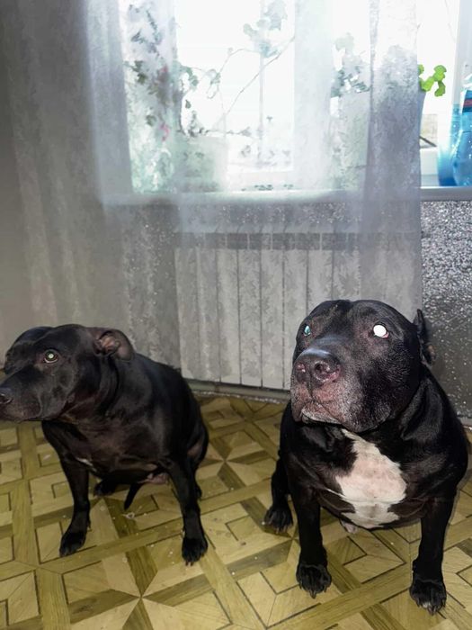 Собаки шукають родину