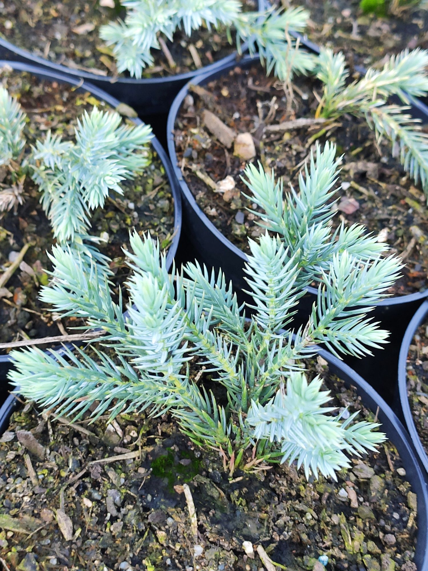 Juniperus squamata Blue Star
