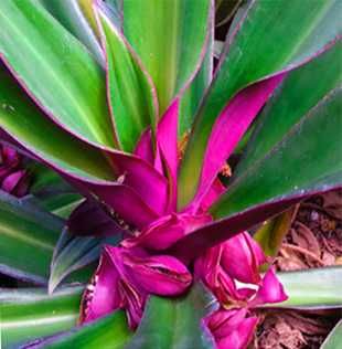 Рео, большие розетки