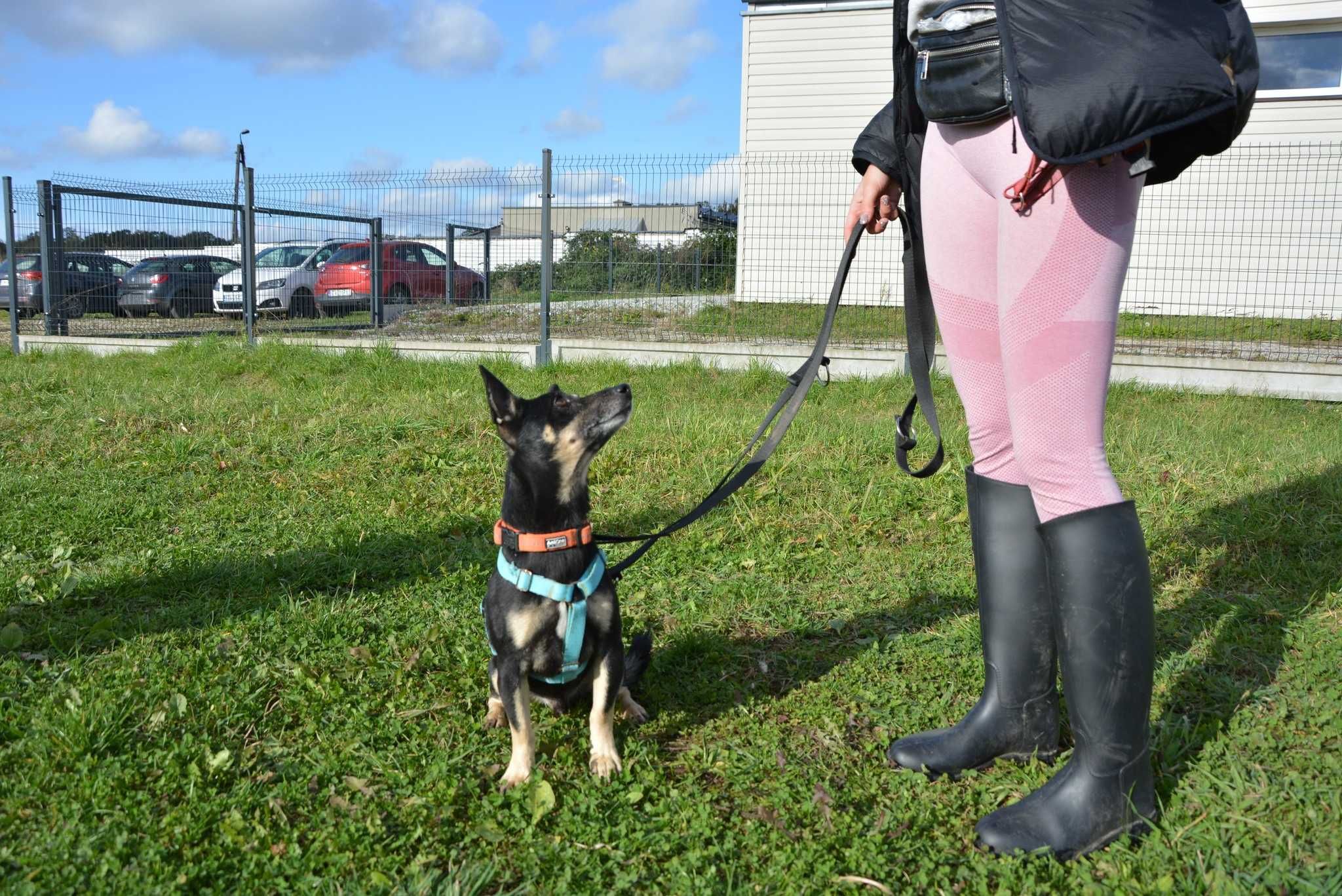 Prince Mini Piesek Szuka Domku Na Zawsze