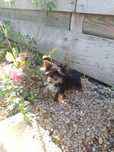 Piękna suknia Yorkshire Terrier
