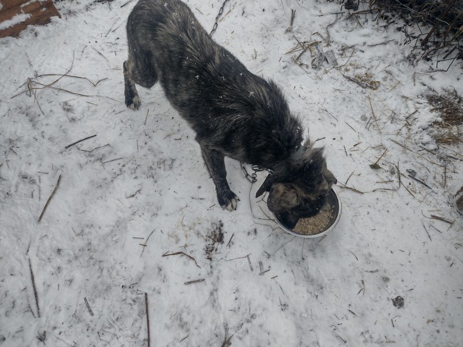 Oddam pieski w dobre ręce