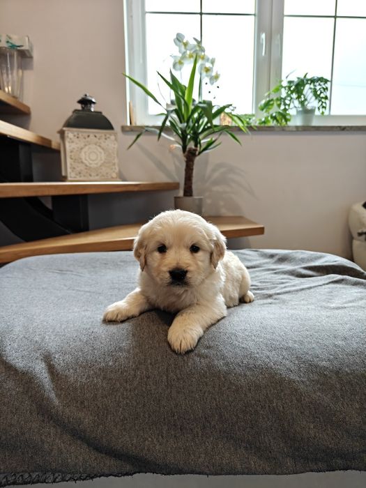 Sprzedam śliczną sunie Golden Retriever