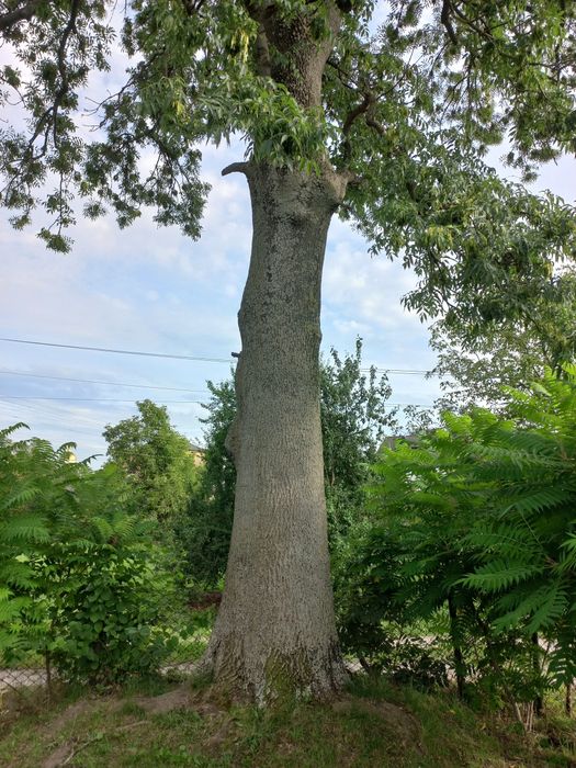 Дерева,пиломатеріали,дошка,брус