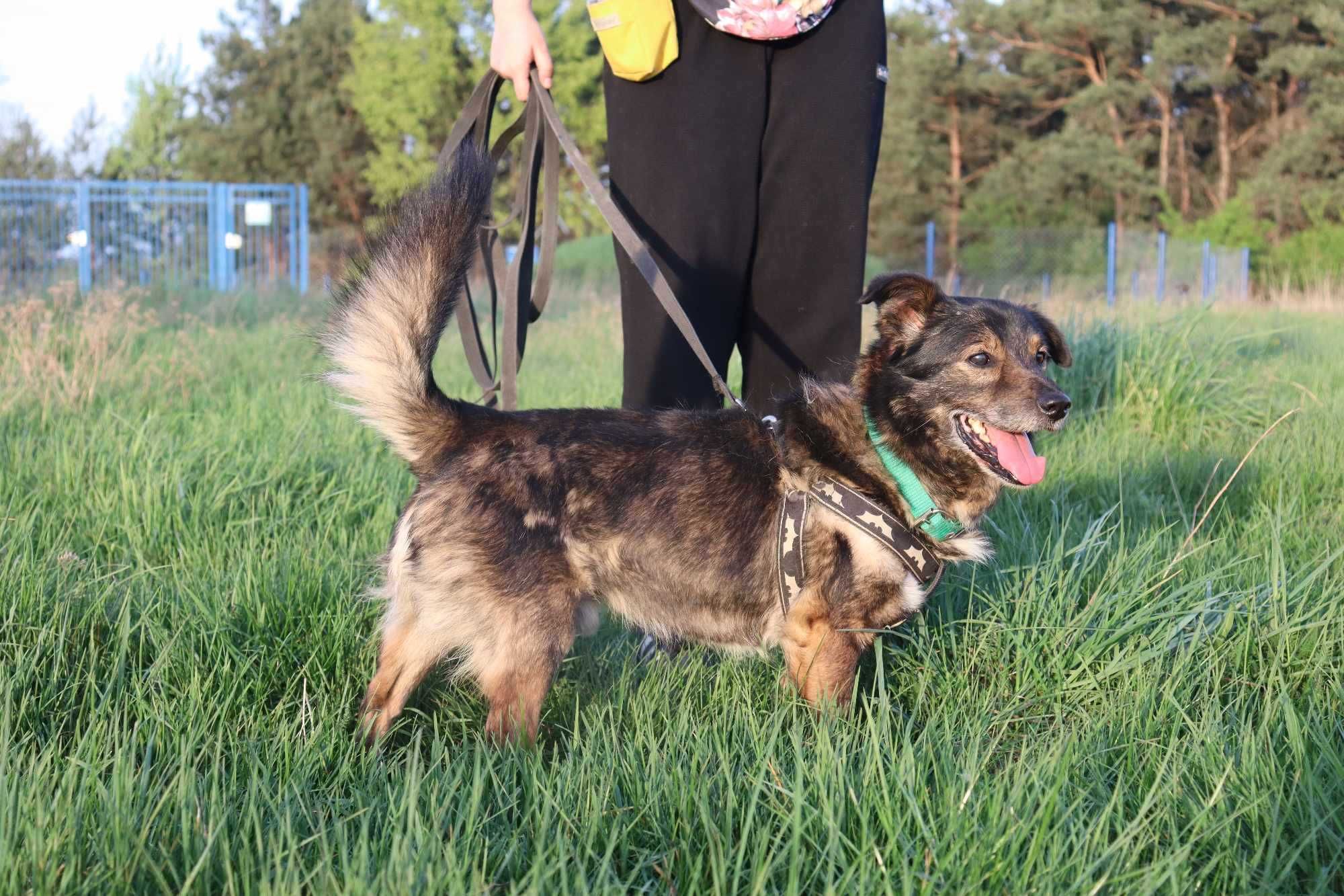 Ugryź szuka domu