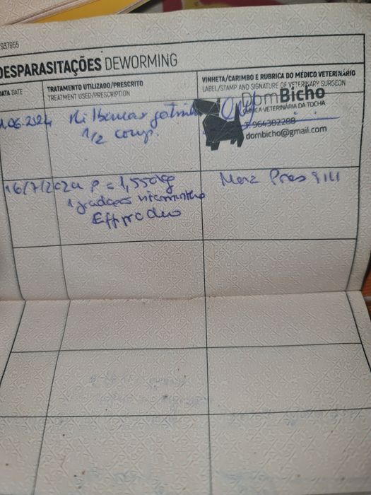 Gatinho meigo com livrete