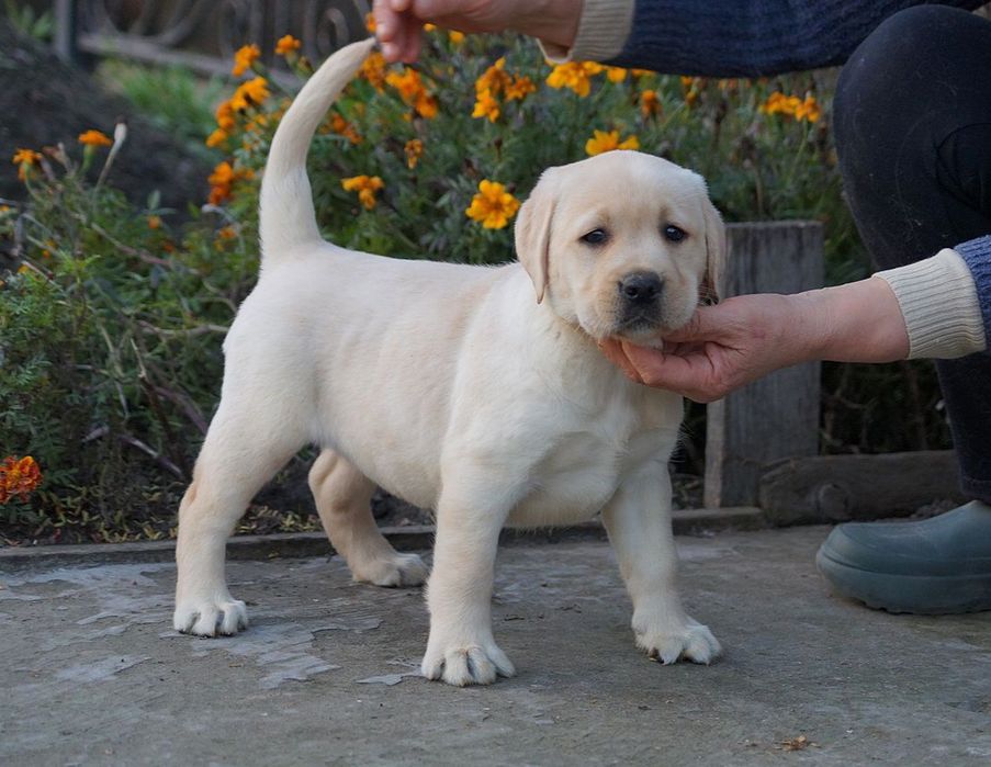 Лабрадор-ретрівер