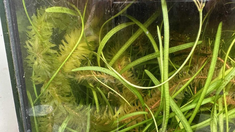 Salvinia minima, dwarf sagitaria, e elodea densa.
