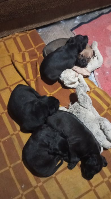 Продам щенков амстафов їдять все