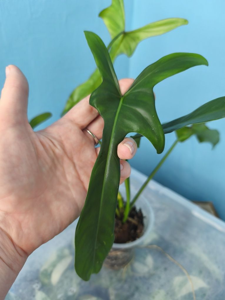 Філодендрон Longilobatum Lelano Miyano