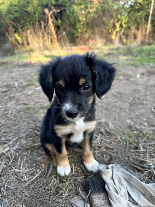 Bebés para adopção