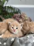 Miot B Maine Coon Rodowód FPL