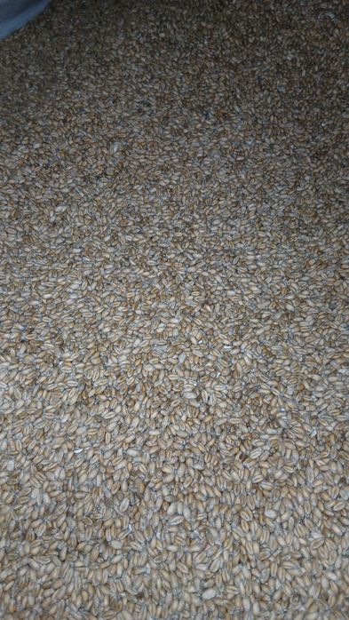 Pszenica Ozima Banatus 2025