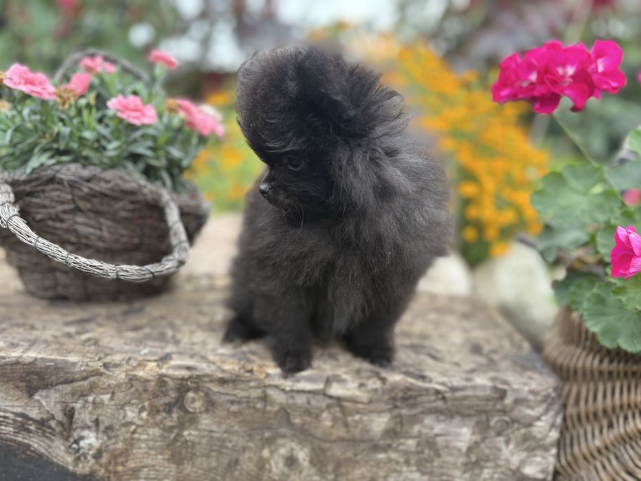 Mini piesek pomeranian szpic minaiturowy szpic minaitura