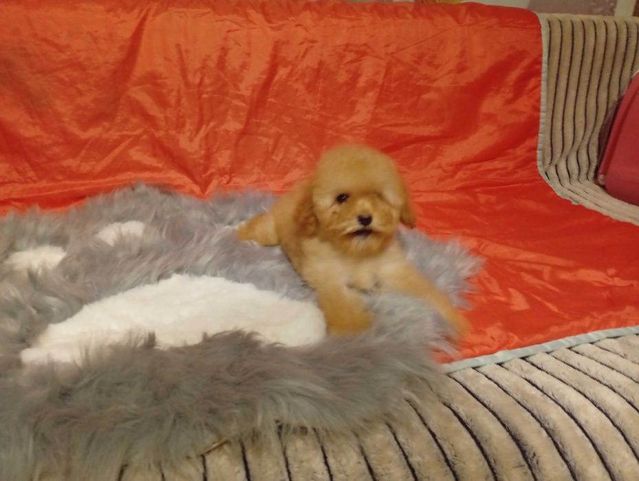 Мікро-МальтіпуДівчинка