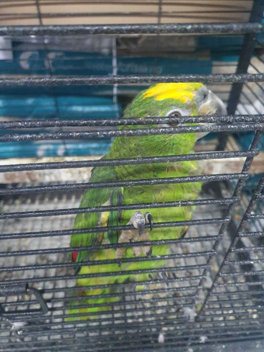 Venda de papagaios amazonas ochrocephala