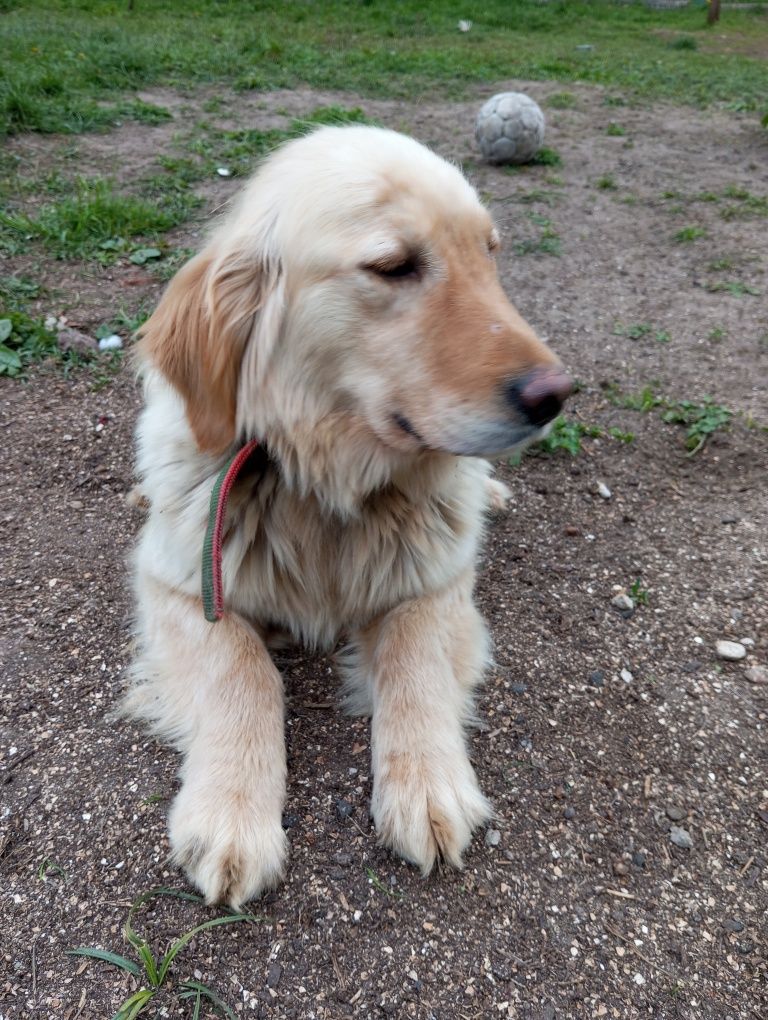 Golden retriever suka dorosła