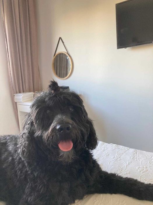 Pet Sitter / Dog Walker - Cuidadora de cães