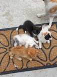 Duas Gatinhas para adopção