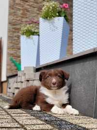 Border Collie Czekoladowo-Biały Piesek