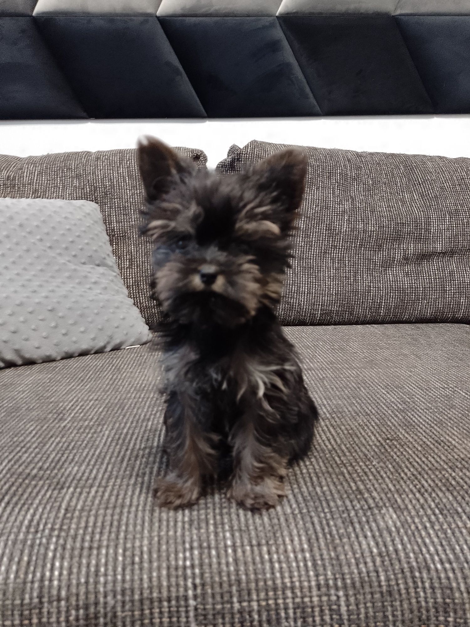 Piękny  Yorkshire Terrier Black