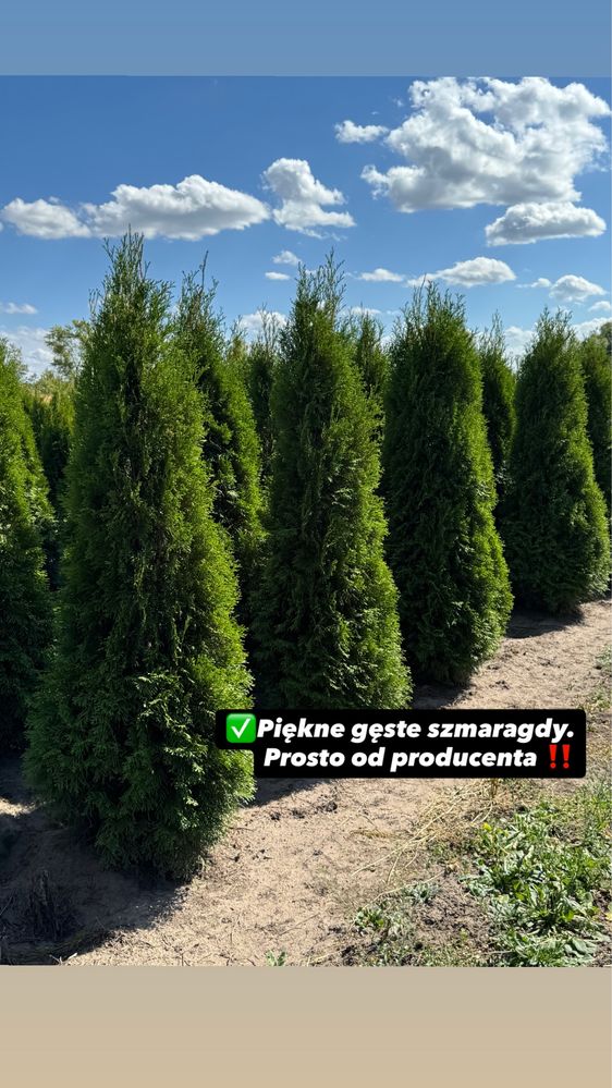 Gęsta Tuja Szmaragd 160-170cm Dostawa Sadzenie Producent Tuje