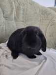 Króliczek baranek miniaturka mini lop