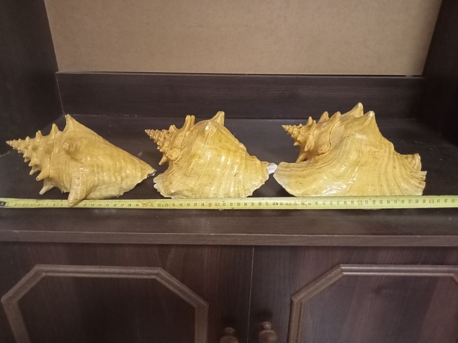 Продам ракушки!!!