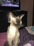 Kot devon rex oddam