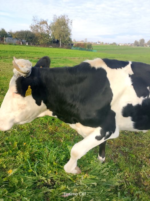 Sprzedam krowę simental