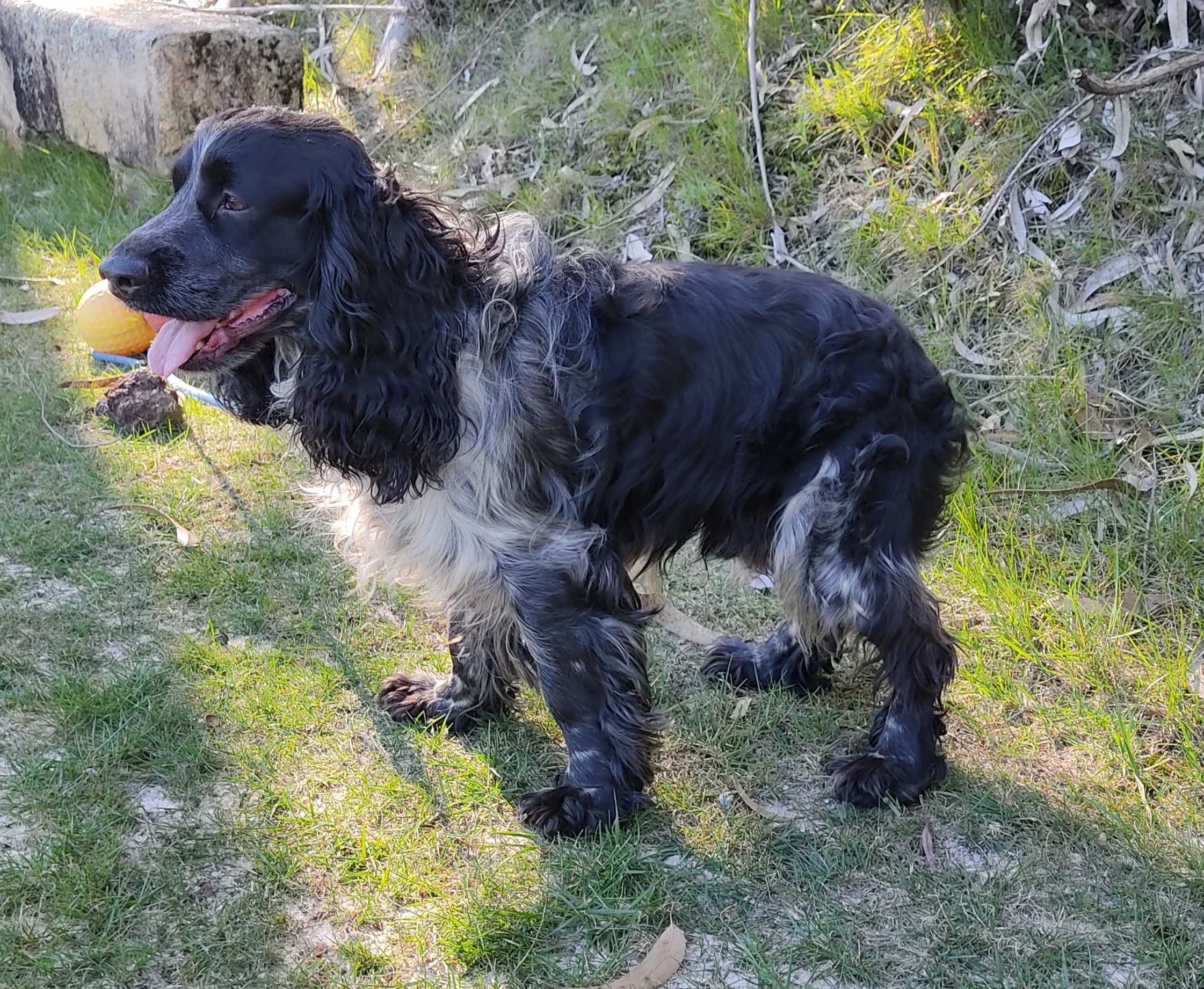 Macho Cocker Spaniel Azul Ruão