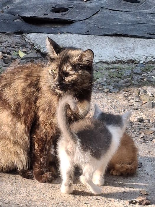 Кошенята,2,5 місяці, хлопчик , дівчинка