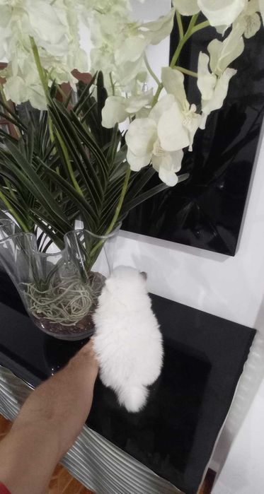 Spitz Alemão Anão/Lulu da Pomerânia FEMEA BRANCO e CASTANHO LOP  AFIXO