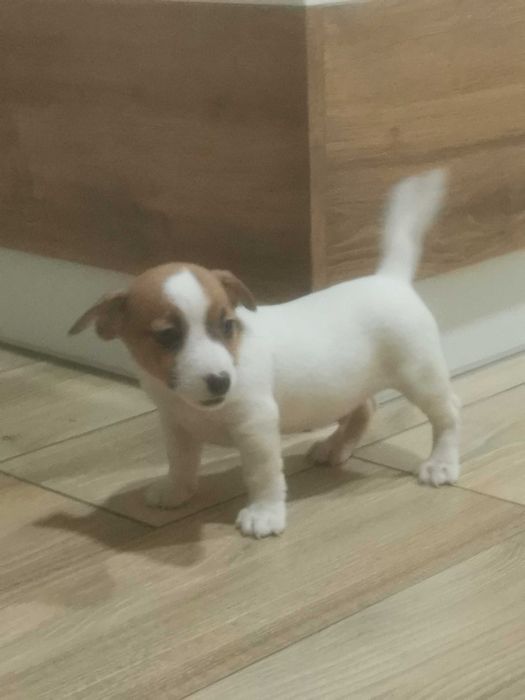 Jack Russell Terrier piesek