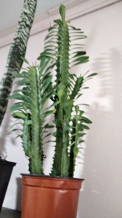 Домашні рослини, квіти