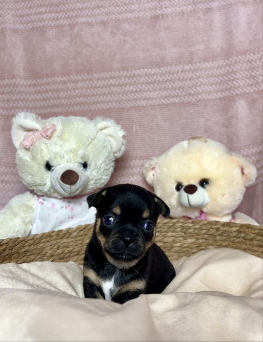 Mini Cudowny Piesek Chihuahua Rodowód