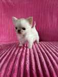 Chihuahua moniaturowy piesek NOA