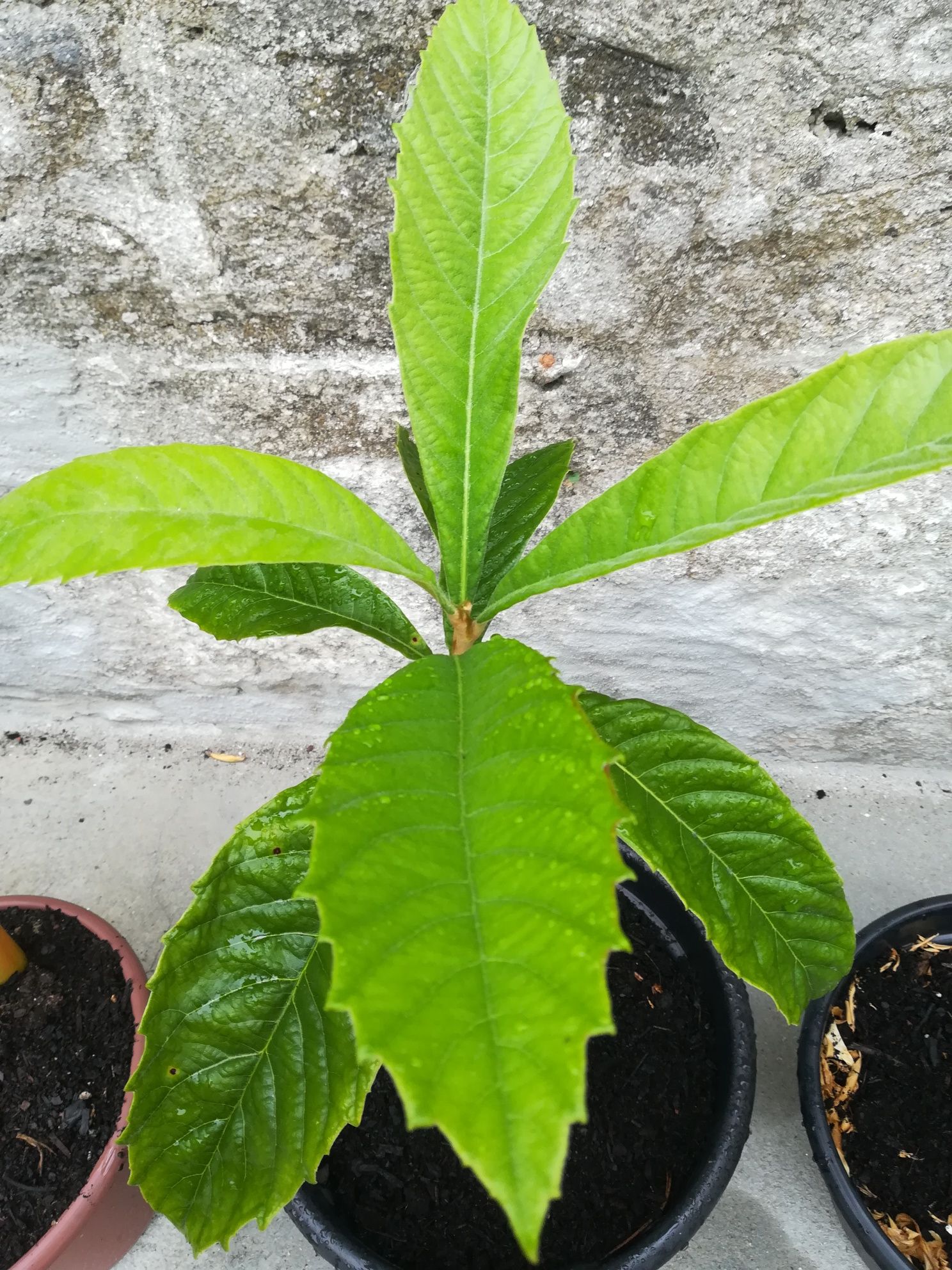 Magnoeiro/nespereira com quatro anos em vaso