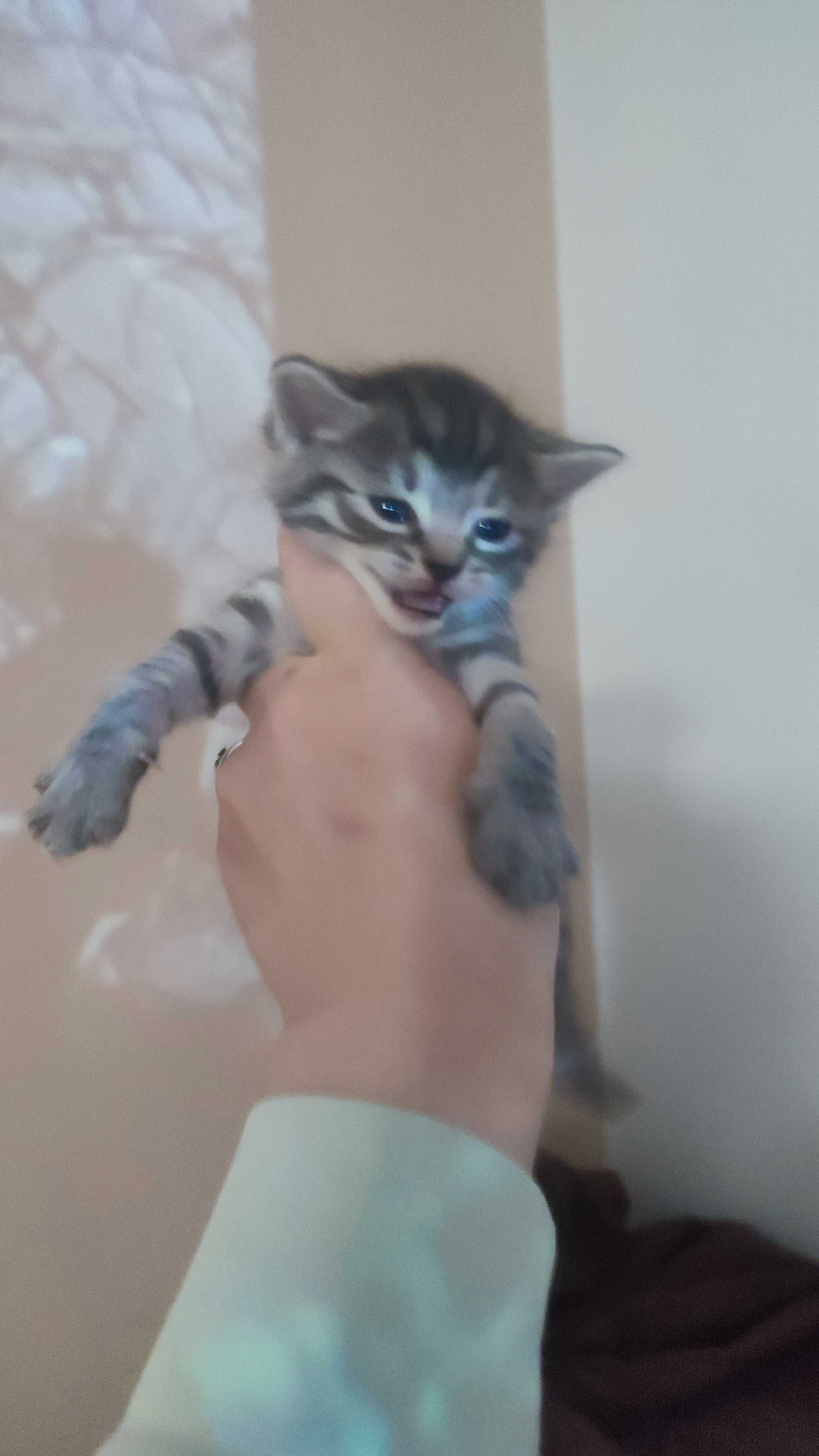 Кошенята, котики
