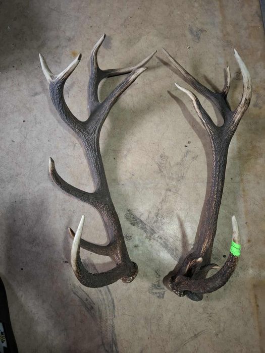 Poroże Jelenia Para myłkusa