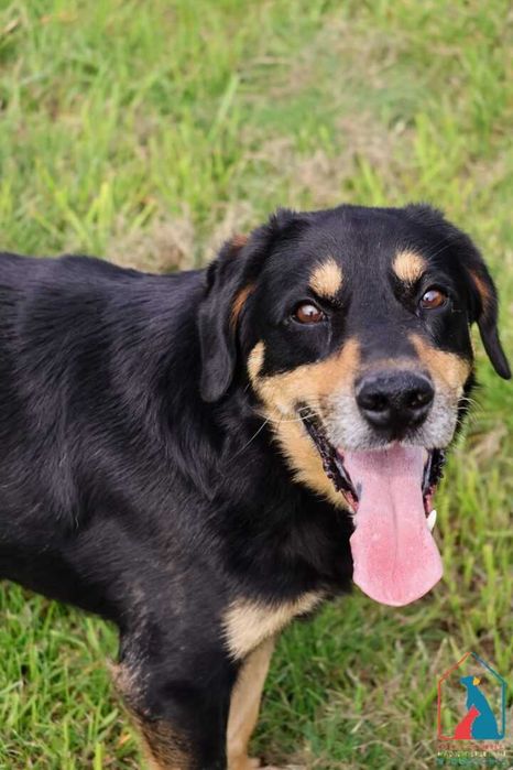 Wesoły, towarzyski, uwielbia się bawić - świetny psiak do adopcji