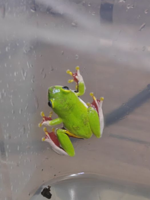 Hyperolius fusciventris - mini rzekotki