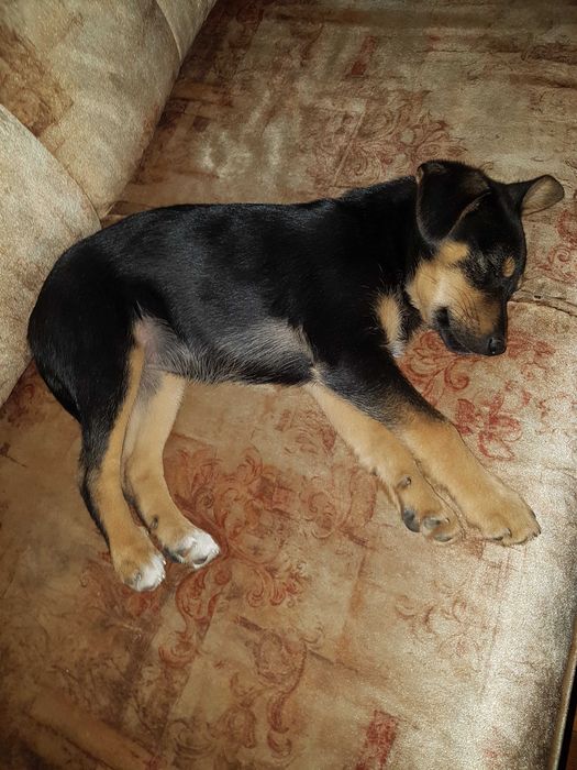 Za darmo do oddania "MALI"