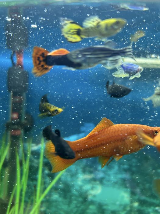 Меченосцы и гуппи