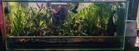 Terrarium plus żaby - para rzekotek, żywa roślinność, wyposażenie