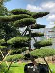 Bonsai , duże drzewo formowane