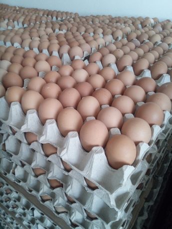 Jaja Jajka 3PL brązowe kremowe, prosto z fermy zapraszamy! Dowóz