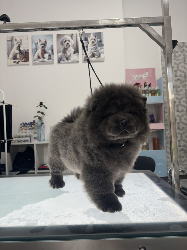 Chow chow sunia wybitna uroda !!