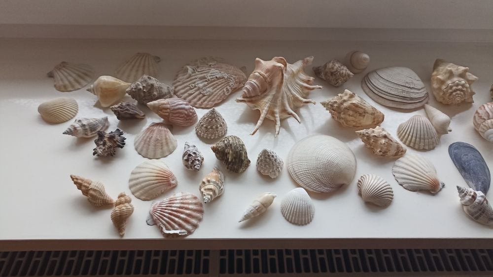 Muszle ozdoby akwarium