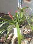 kwiaty doniczkowe bilbergia zawisła